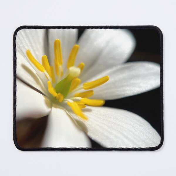 Item preview, White Windflower designed and sold by Jason Tompkins.
