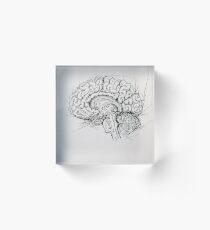 Brain Acrylic Block