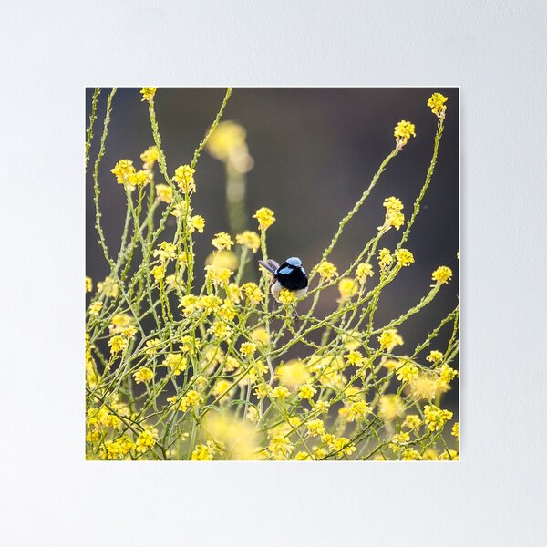 Item preview, Male Blue Wren  designed and sold by Withns.
