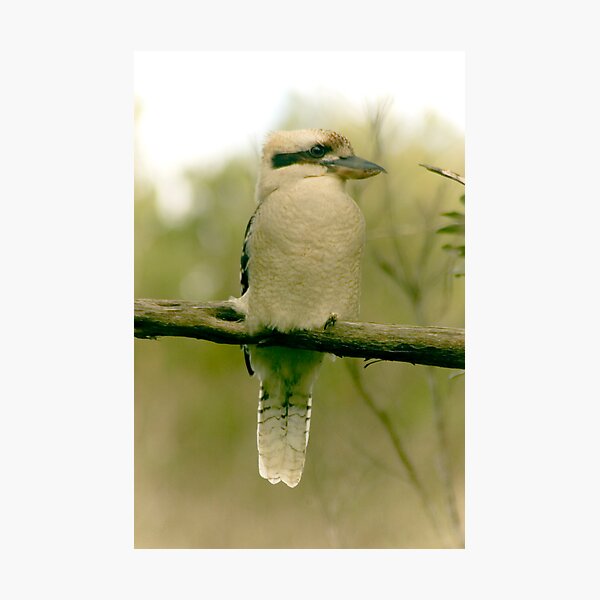 Item preview, kookaburra designed and sold by friday.