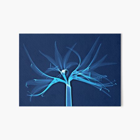 Blume in blau, Amaryllis Galeriedruck