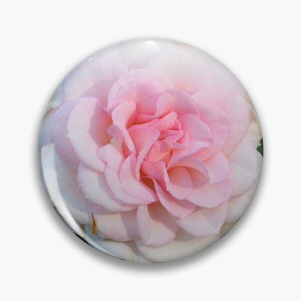 Item preview, Blushing Bremer Stadsmusiker Rose designed and sold by Jouko Lehto Photography.