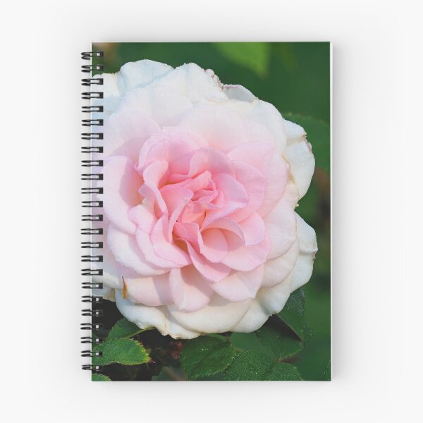 Item preview, Blushing Bremer Stadsmusiker Rose designed and sold by Jouko Lehto Photography.