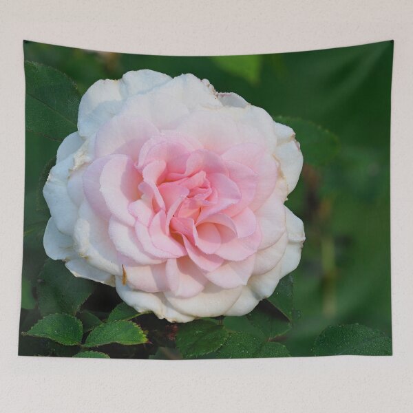 Item preview, Blushing Bremer Stadsmusiker Rose designed and sold by Jouko Lehto Photography.