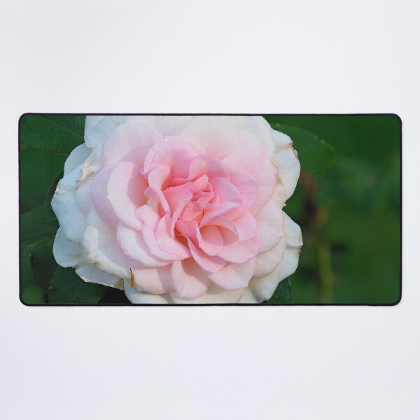 Item preview, Blushing Bremer Stadsmusiker Rose designed and sold by Jouko Lehto Photography.