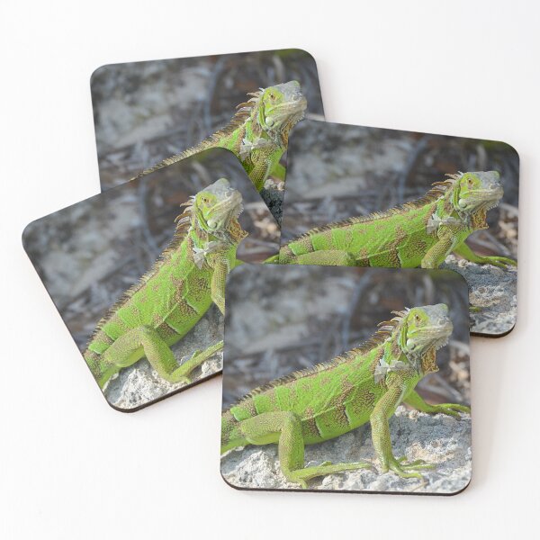 Item preview, Bright green iguana in Key West Florida - WelshDesigns designed and sold by welshdesigns.