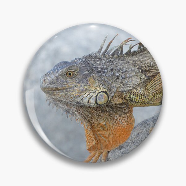 Item preview, Bright orange iguana in Key West Florida - WelshDesigns designed and sold by welshdesigns.