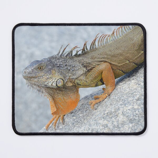 Item preview, Bright orange iguana in Key West Florida - WelshDesigns designed and sold by welshdesigns.