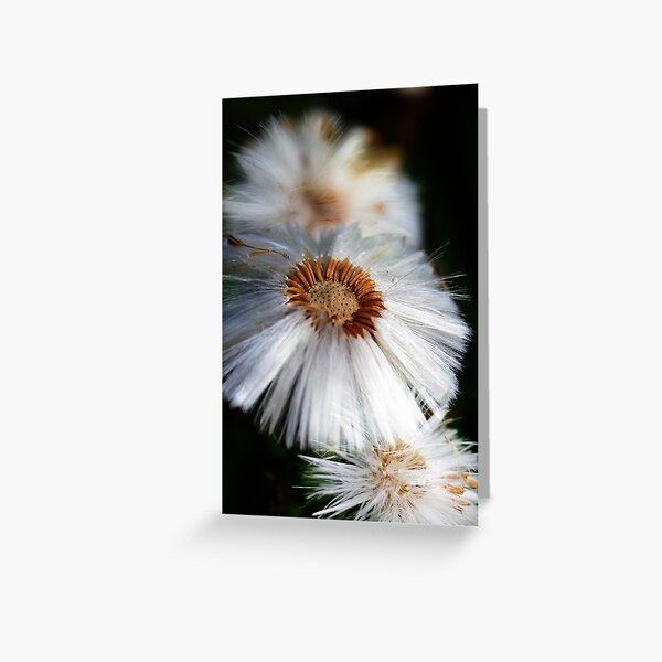 White flowers Greeting Card