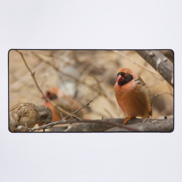 Item preview, Southern Red Bishop designed and sold by Dominika Aniola.