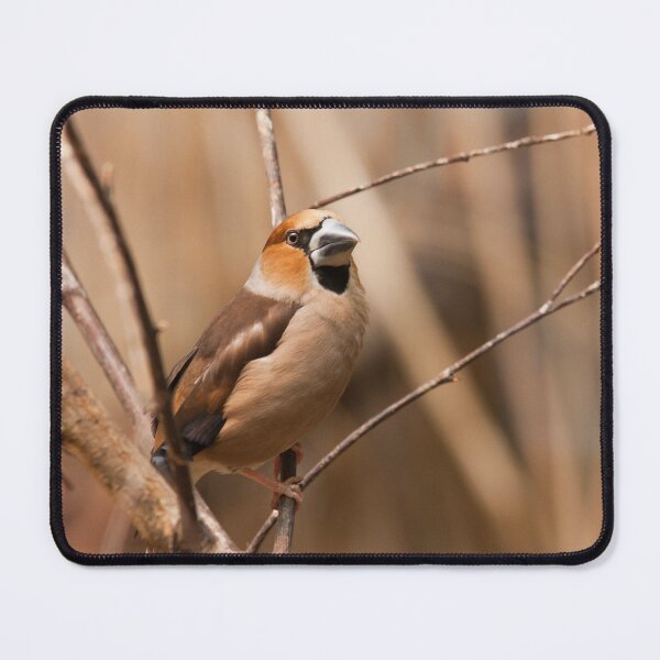 Item preview, Hawfinch designed and sold by Dominika Aniola.