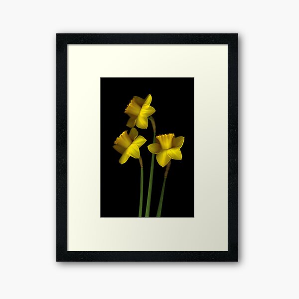Daffodils Framed Art Print