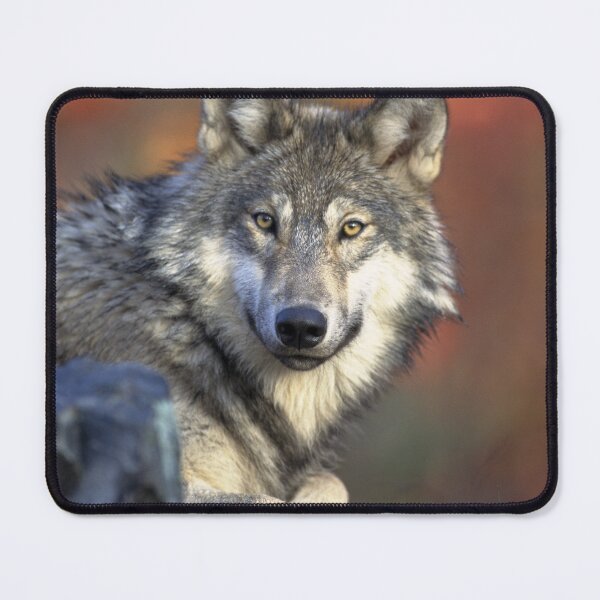 Item preview, Wolf designed and sold by Taceo10.