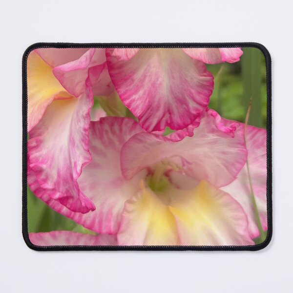 Item preview, Pink and Yellow Gladiola designed and sold by Photomersion.