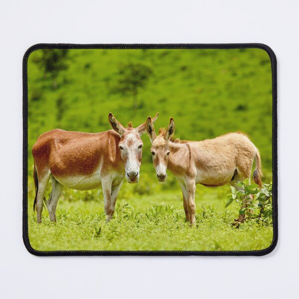 Item preview, Donkeys designed and sold by LifeInLens.