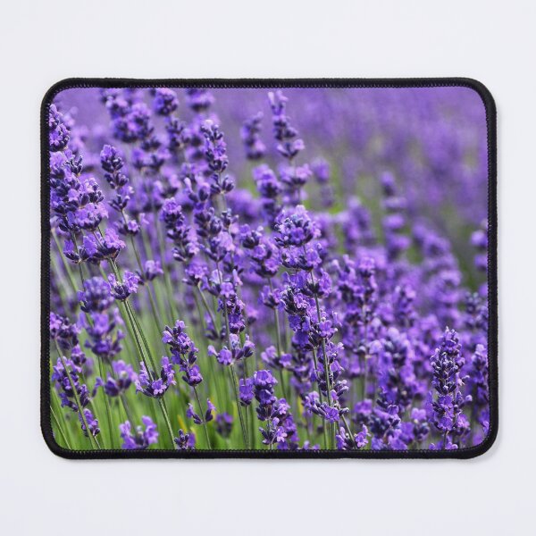 Item preview, Lavender Field designed and sold by newburyboutique.