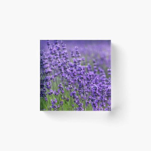 Item preview, Lavender Field designed and sold by newburyboutique.