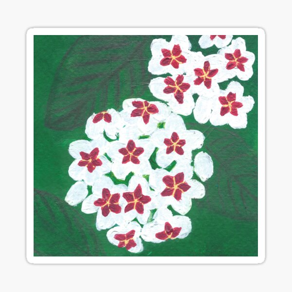 Hoya Flowers Sticker For Sale By Janine Brewster Redbubble 3645