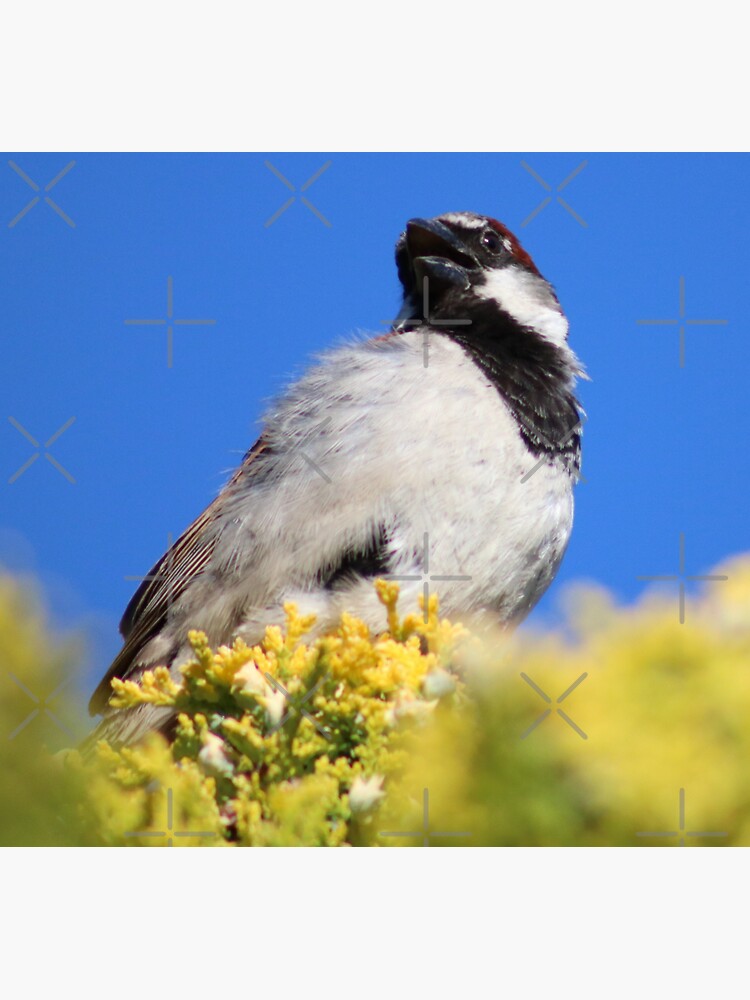 "Mervin The Bird of the Tree" Sticker for Sale by ParkiB Redbubble