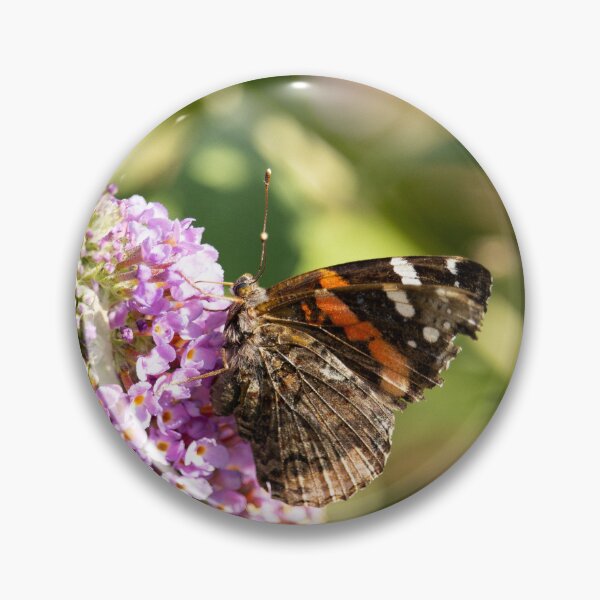Artikelvorschau, Roter Admiral Schmetterling entworfen und verkauft von capturemily.