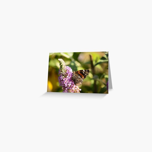 Item preview, Red Admiral Butterfly designed and sold by capturemily.