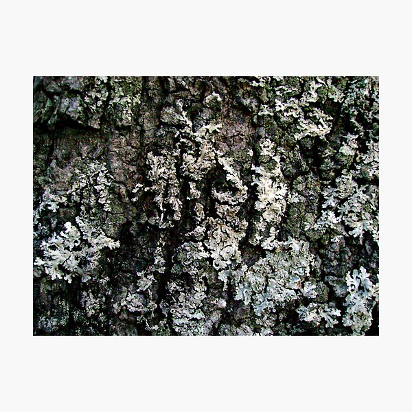 Environmental Abstract Photographic Print