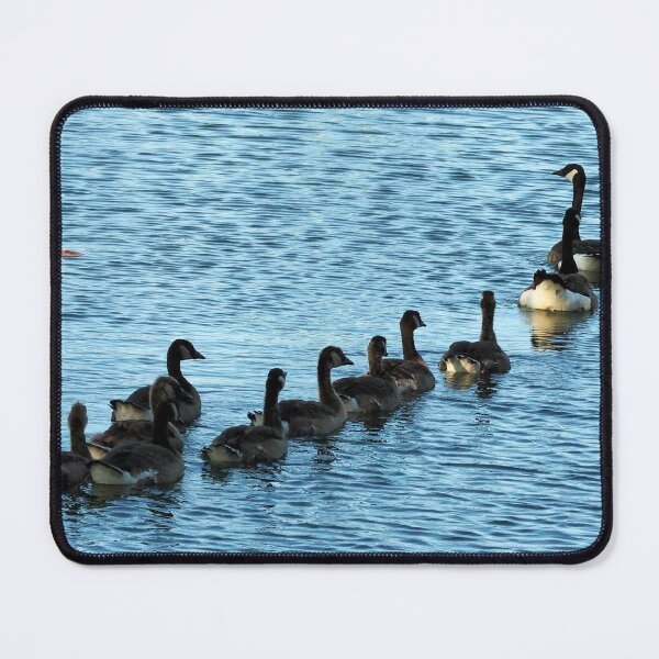 Item preview, Canada Geese Swimming In A Row - Wild Canada Goose Bird designed and sold by BackyardBirder.