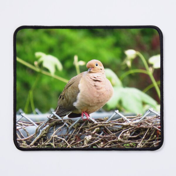 Item preview, Mourning Dove Sitting On A Fence designed and sold by BackyardBirder.