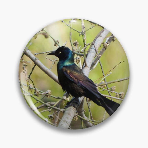 Item preview, Common Grackle In A Tree designed and sold by BackyardBirder.