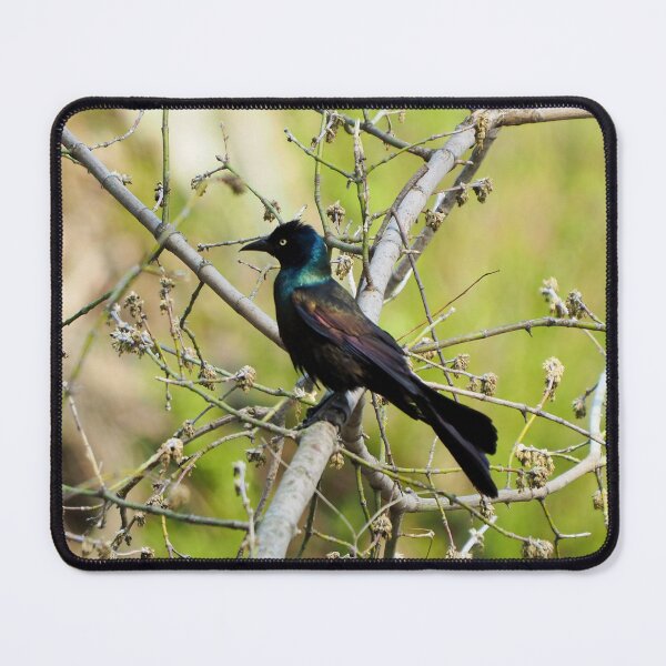 Item preview, Common Grackle In A Tree designed and sold by BackyardBirder.