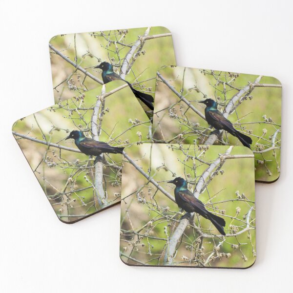 Item preview, Common Grackle In A Tree designed and sold by BackyardBirder.