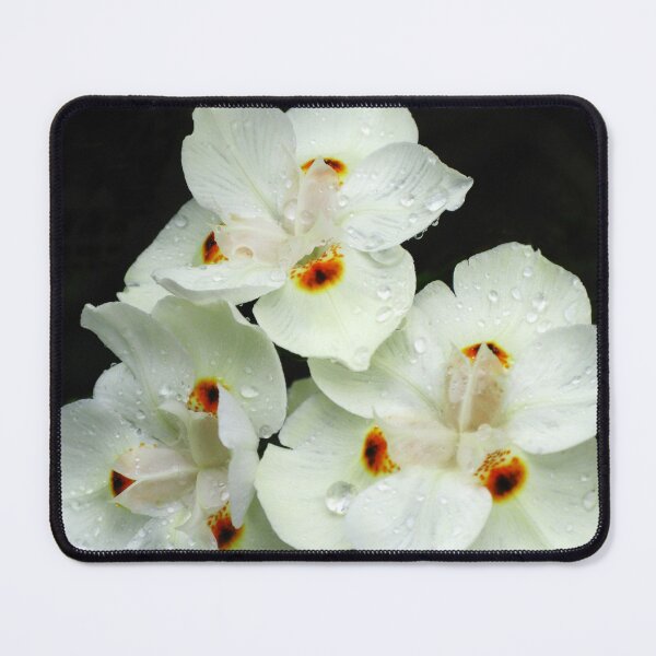 Item preview, White variant of  Dietes Bicolor - Wild Iris designed and sold by Marilyn Harris.
