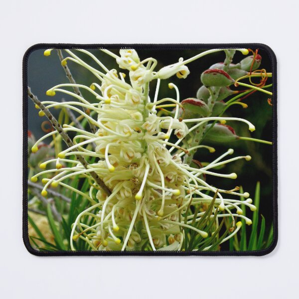 Item preview, Grevillea "Moonlight" designed and sold by Marilyn Harris.