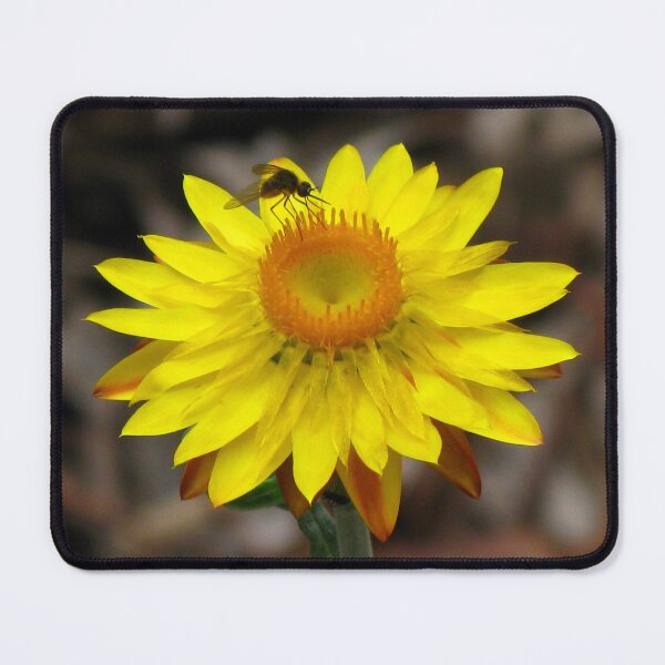 Item preview, Yellow Paper Daisy - Australian Native designed and sold by Marilyn Harris.