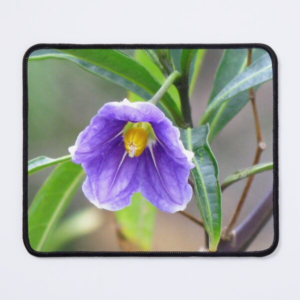 Item preview, Flower of a Kangaroo Apple - Native to Australia designed and sold by Marilyn Harris.