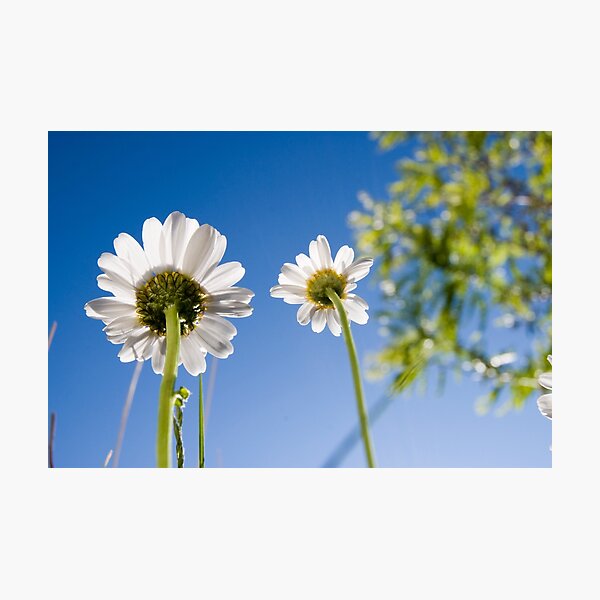 Fairies' Eye View Photographic Print