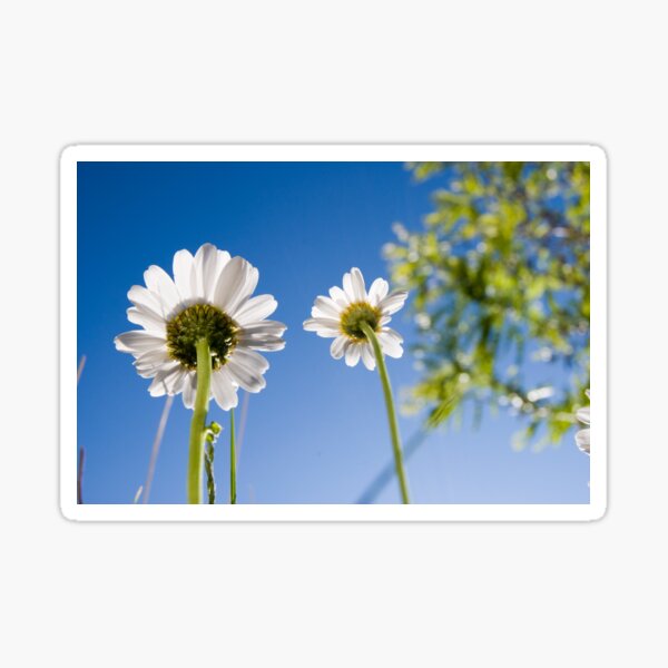 Fairies' Eye View Sticker