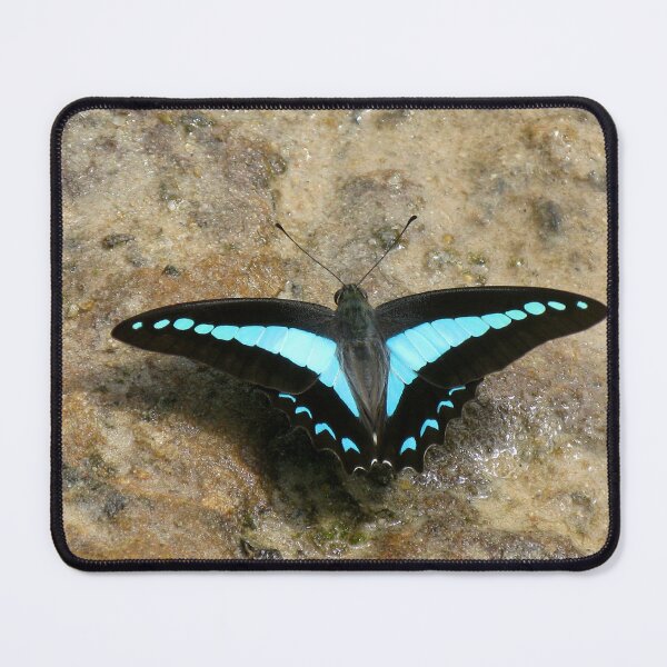 Item preview, Blue Triangle Butterfly (Graphium sarpedon choredon) designed and sold by Marilyn Harris.