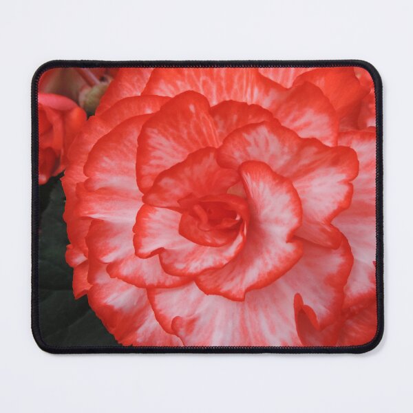 Item preview, Frilly Red & White Begonia designed and sold by Marilyn Harris.
