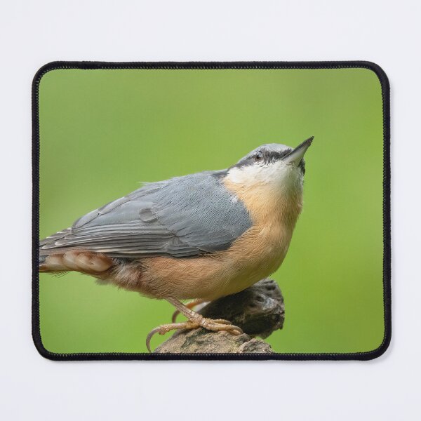 Item preview, Nuthatch looking up designed and sold by JLP ARTWORKS.