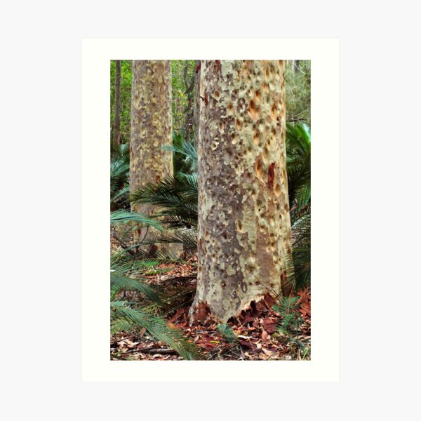 Spotted Gum - Mimosa Rocks National Park Art Print