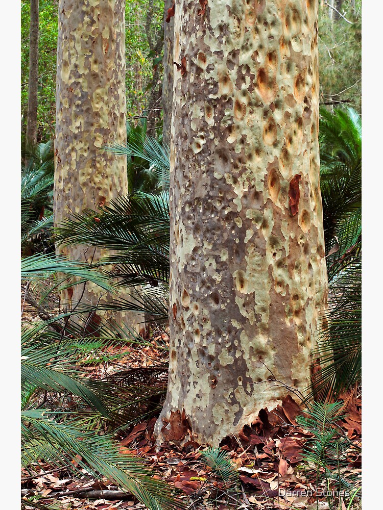 Spotted Gum - Mimosa Rocks National Park by dgstones