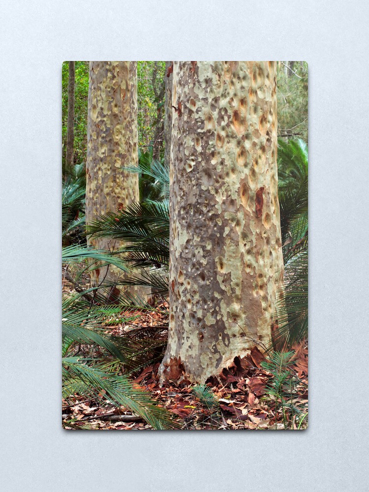 Alternate view of Spotted Gum - Mimosa Rocks National Park Metal Print