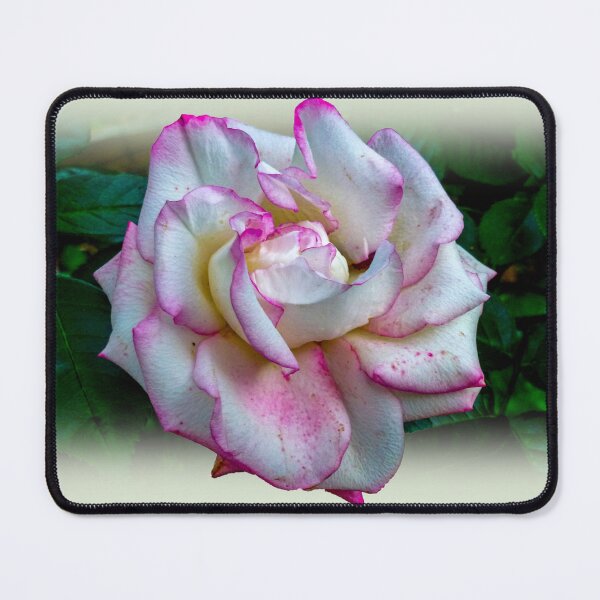 Item preview, Rose  designed and sold by indiafrankk.