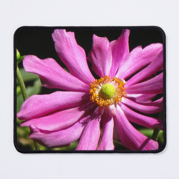 Item preview, Pink Windflower designed and sold by Marilyn Harris.