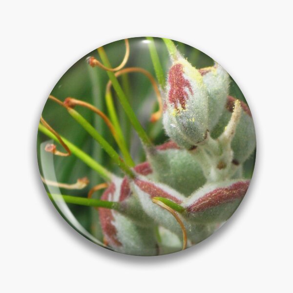 Item preview, Grevillea Pods designed and sold by Marilyn Harris.