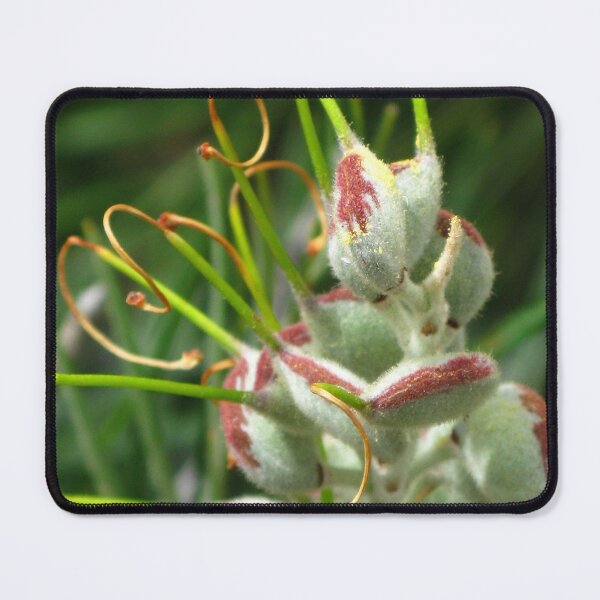 Item preview, Grevillea Pods designed and sold by Marilyn Harris.