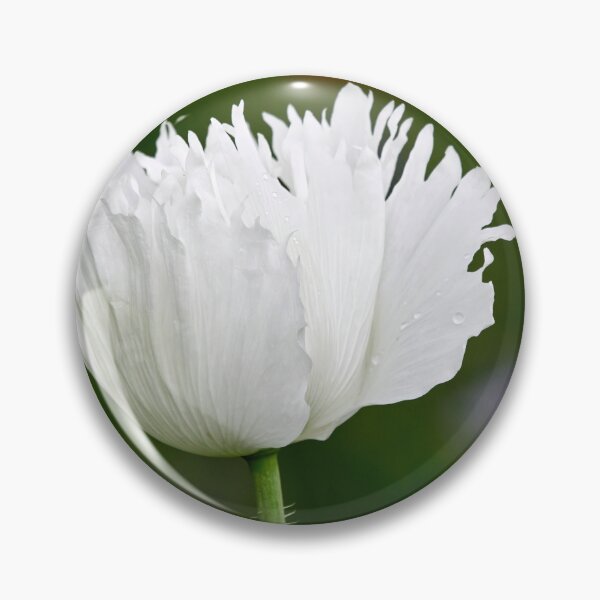 Item preview, The sad white Poppy designed and sold by Jouko Lehto Photography.