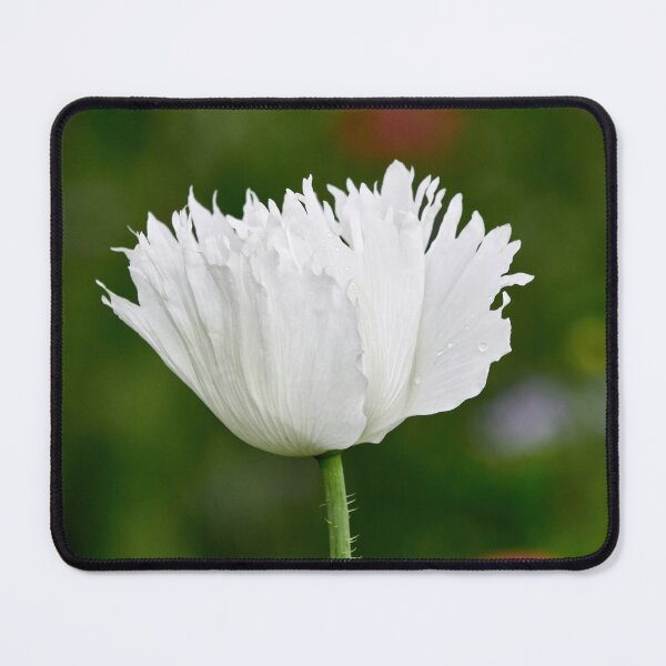 Item preview, The sad white Poppy designed and sold by Jouko Lehto Photography.
