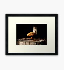 Toadstool Framed Print